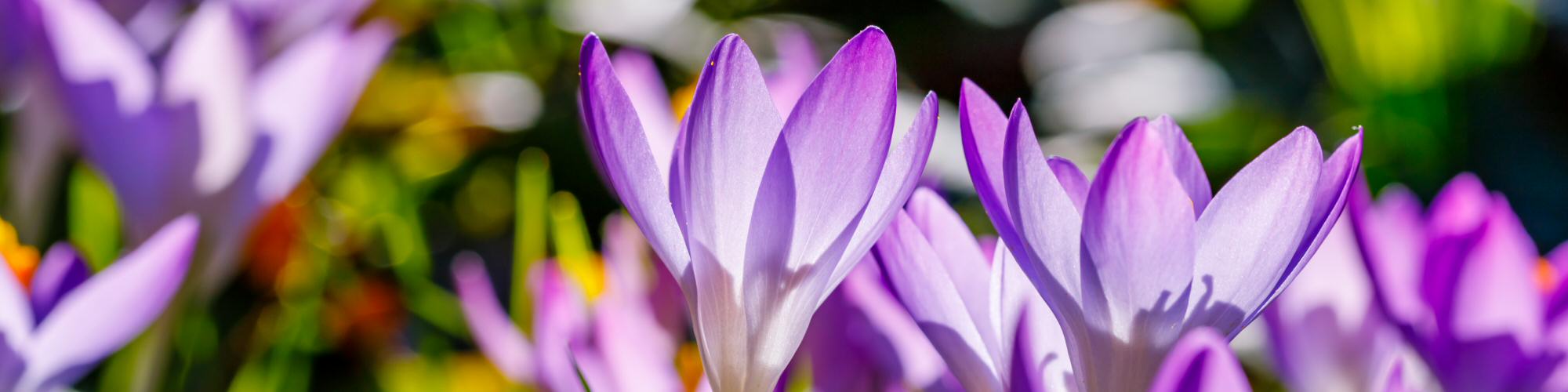 Independent Funeral Plans